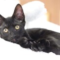黒子猫　クローバー君　里親様募集♡