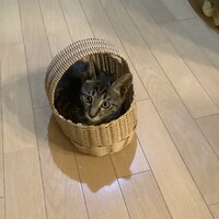 とら