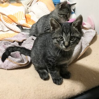 黒キジ　オス２ヵ月８月中旬生　10/18譲渡会予定