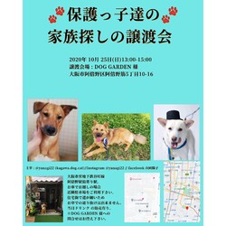 保護っ子達の家族探しの譲渡会