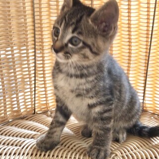 キジトラ　オス　９週齢