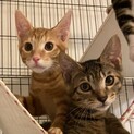 【11/28芝浦】ビビリだけど甘えん坊な美猫兄妹