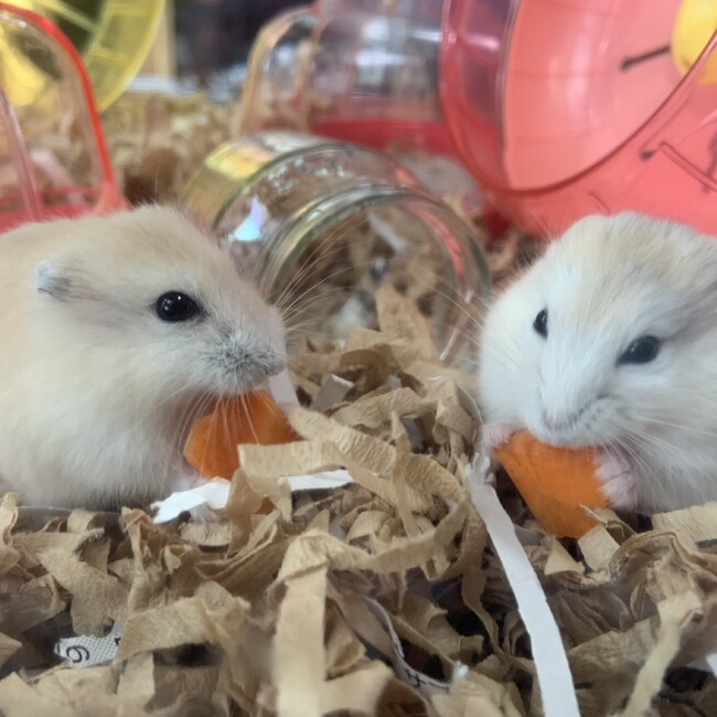  AYANO のカバー写真