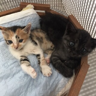 1ヶ月ちょいの可愛いチビちゃん達です。