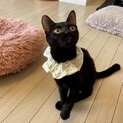 世界一クラスの甘えん坊黒猫ジジコ