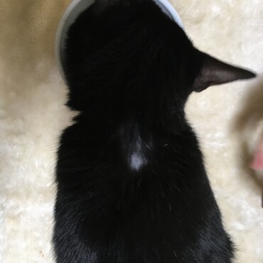 初めて市販のノミダニ蚊予防のやつ付けたらハゲた T T 。。病院のじゃなきゃダメだったかも。痒そう。ごめんね。