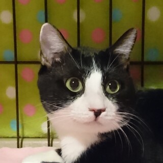 里親様決定！56にゃんNo.39