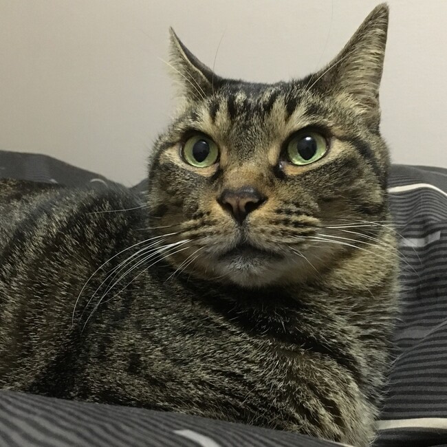 asuka.omのカバー写真