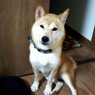 柴犬 女の子