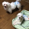 マルチーズ 女の子 サムネイル2