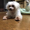 マルチーズ 女の子 サムネイル3