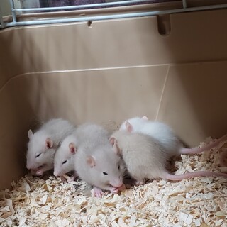 ファンシーラットベビー里親さん募集します