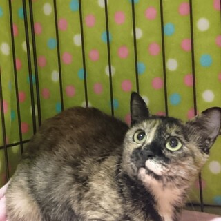 里親様決定！56にゃんNo.13