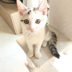 「保護猫No.5卒園」サムネイル2