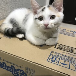 「保護猫No.5卒園」サムネイル3