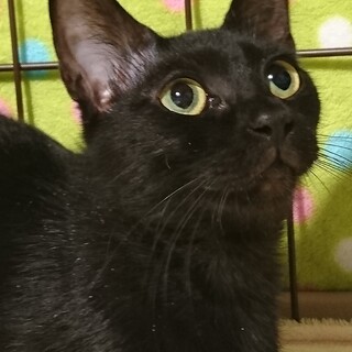 里親様決定！56にゃんNo.17