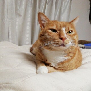 譲渡会でご縁がありました☆びっくりお目目のみいくん