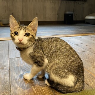 姉妹　遊ぶのが大好き！キジ白のネーブル