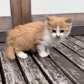里親募集中してます！(*´ω`*)