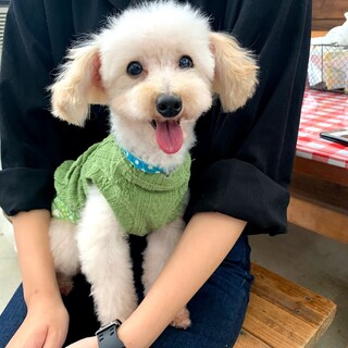 甘えん坊で健康な9歳のプードル君♪