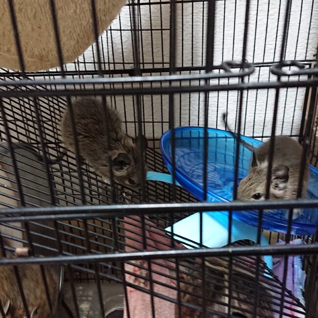 サラの子のカバー写真