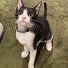 甘えん坊のマンダリン サムネイル2