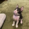 甘えん坊のマンダリン サムネイル3
