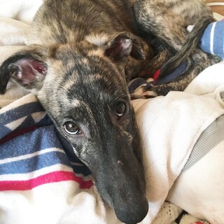 ミックス犬です