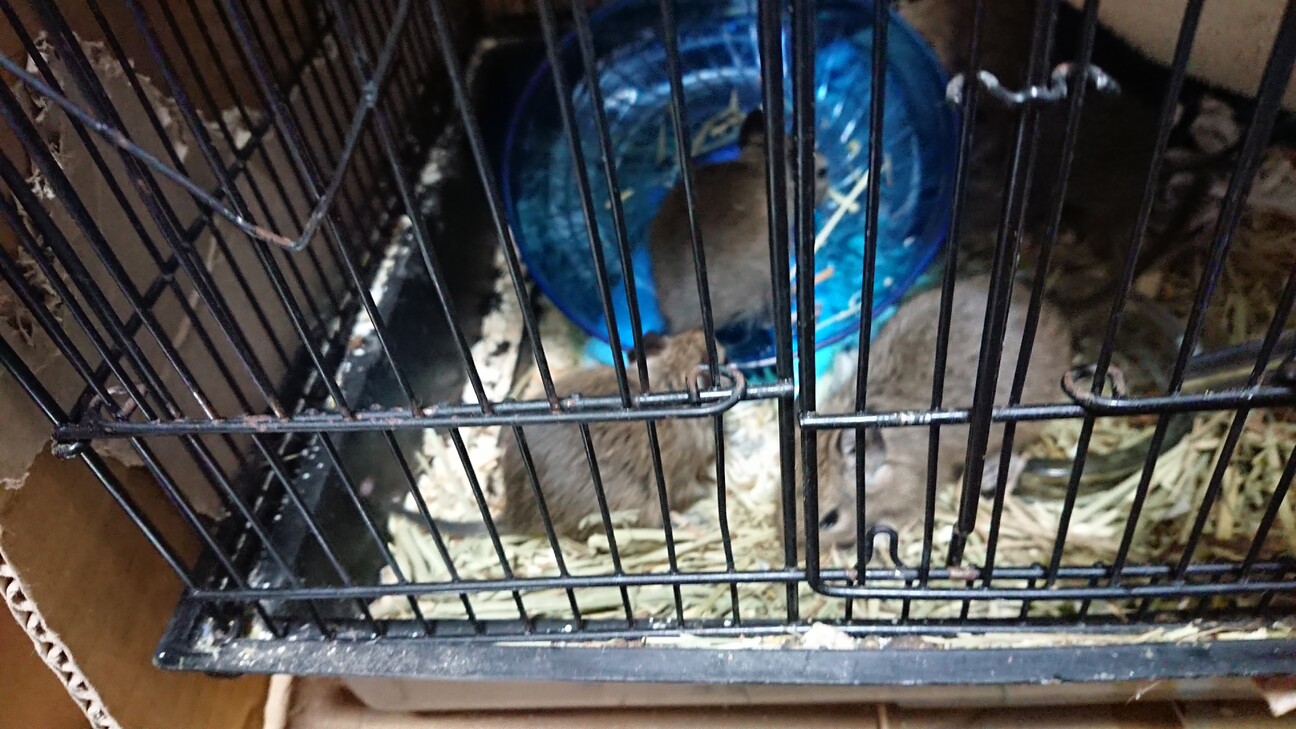 デグーの男の子たち サムネイル2