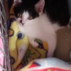 保護猫お見合い会at喫茶マイケルン