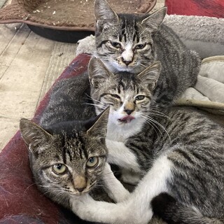 素敵な里親さんを募集します！　元気な男の子！