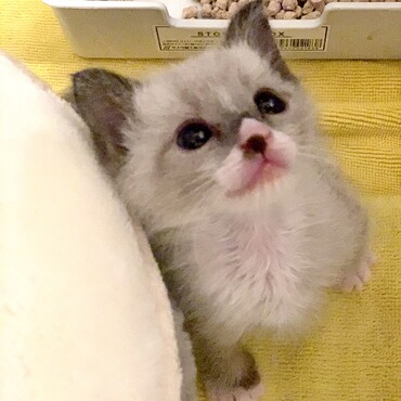 まもなく生後1ヶ月！よくケージの中で上を見上げております。