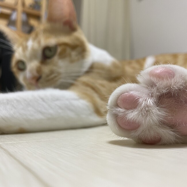 ねことゆずのカバー写真