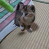 子猫を保護しました。 サムネイル2