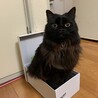の写真