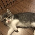 （募集一旦停止）生後1.5ヶ月☆可愛いとめちゃん