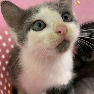 家族が出来ました♡グレー白♂タッキーくん♡