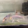ヒレナガ錦鯉の里親募集 サムネイル2