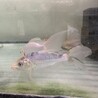 ヒレナガ錦鯉の里親募集 サムネイル3