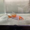 ヒレナガ錦鯉の里親募集 サムネイル4