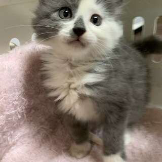 家族が出来ました♡ふわふわグレー白♂ホリケンくん♡