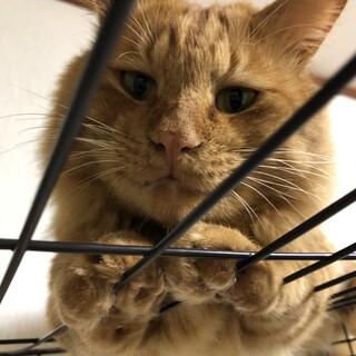 3歳 人懐っこい男の子です