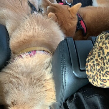 帰りの車中は、ぐっすり(*_ _)zzZ