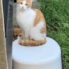 おまね
