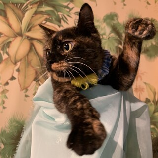 1歳弱♀5匹子猫の母サビ猫