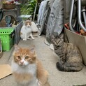 野良猫の子猫ちゃん。人懐っこい五兄弟です。