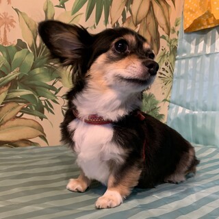 ［申込多数で一時停止中］8歳♀チワックス？