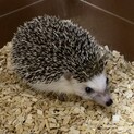 ハリネズミ8ヶ月メスです！