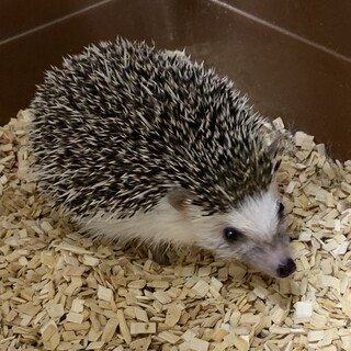 ハリネズミ8ヶ月メスです！