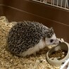 ハリネズミ8ヶ月メスです！ サムネイル2